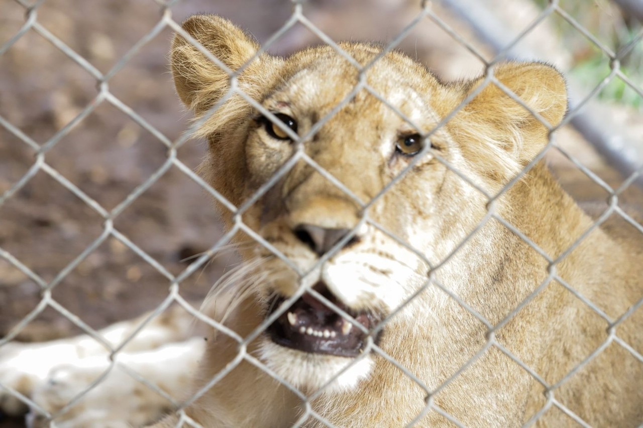 El parque Zoológico Animaya da la bienvenida a una pareja de leones