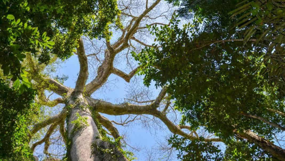 Los árboles ayudan a la oxigenación y ventilación de los espacios Foto: Vida en Yucatán