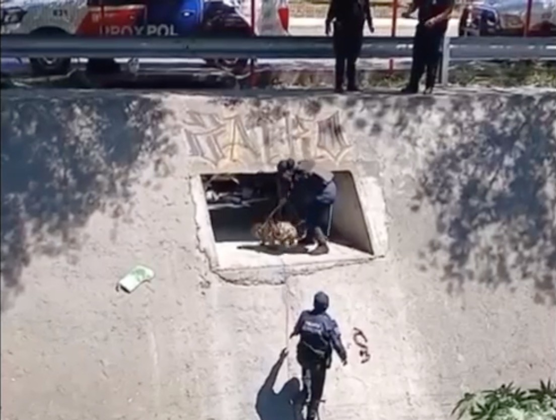 Policía de Escobedo rescata a perrito en alcantarilla