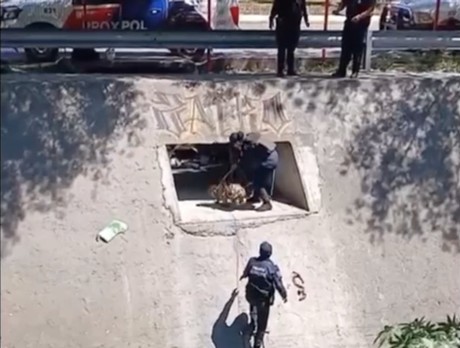 Policía de Escobedo rescata a perrito en alcantarilla
