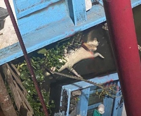 Encuentran cocodrilo mutilado en Laguna del Champayán de Altamira