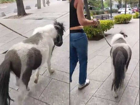 ¿Mascota excéntrica? Pasea mujer a su pony por calles de Polanco (VIDEO)