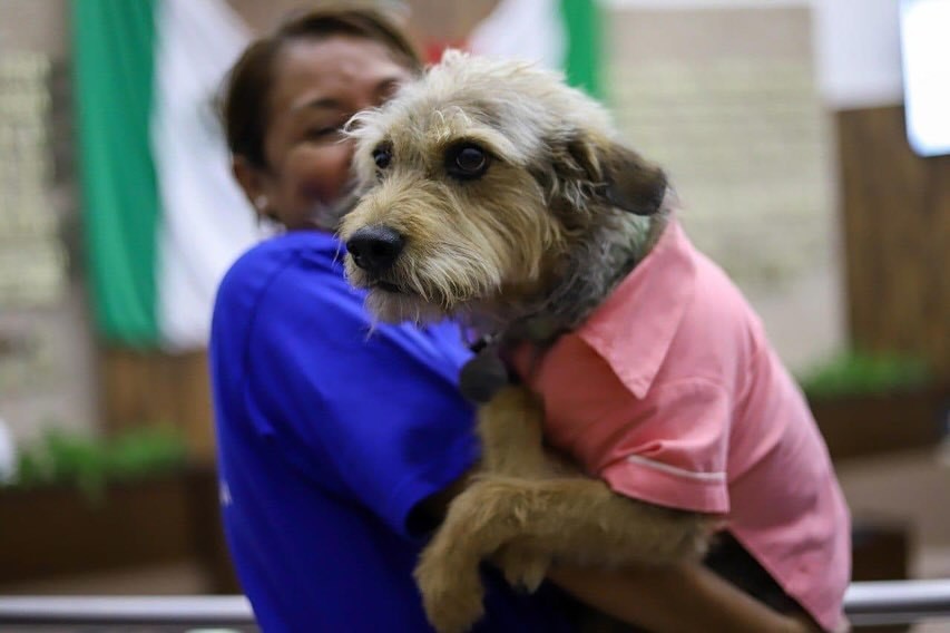 La ley toma su nombre de un perrito víctima de maltrato Fotos: Cortesía