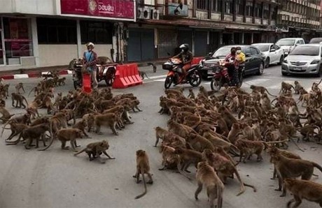 Bandas de monos se pelean en Tailandia (VIDEO)
