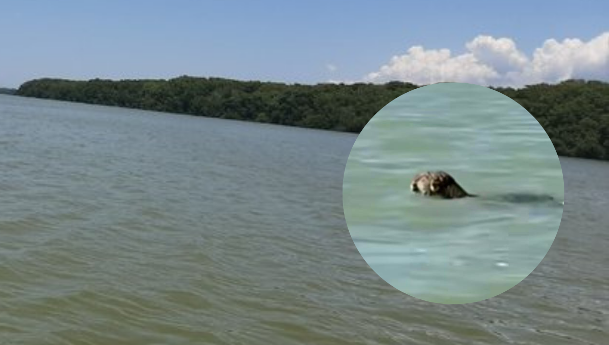 Jaguar nadador en Celestún: Captan a un ejemplar en la aguas de la Ría (Vídeo)