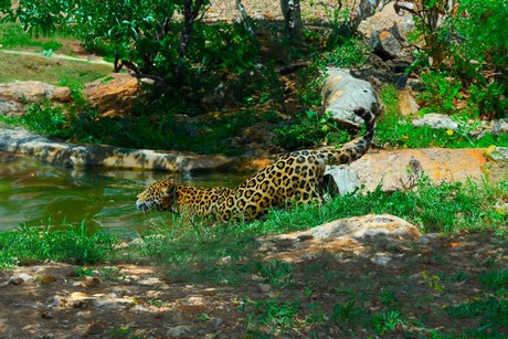 Descubre VallaZoo, reserva de fauna silvestre en Valladolid, Yucatán