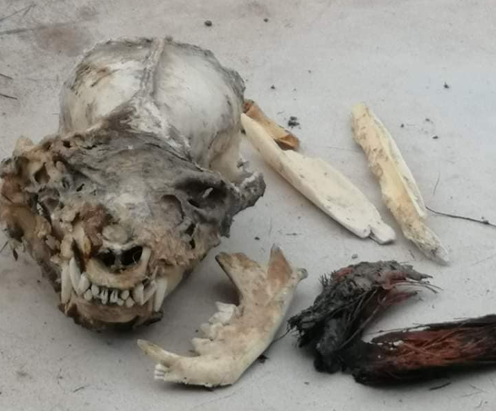 Hallan cráneo de extraña criatura en cueva de Coahuila