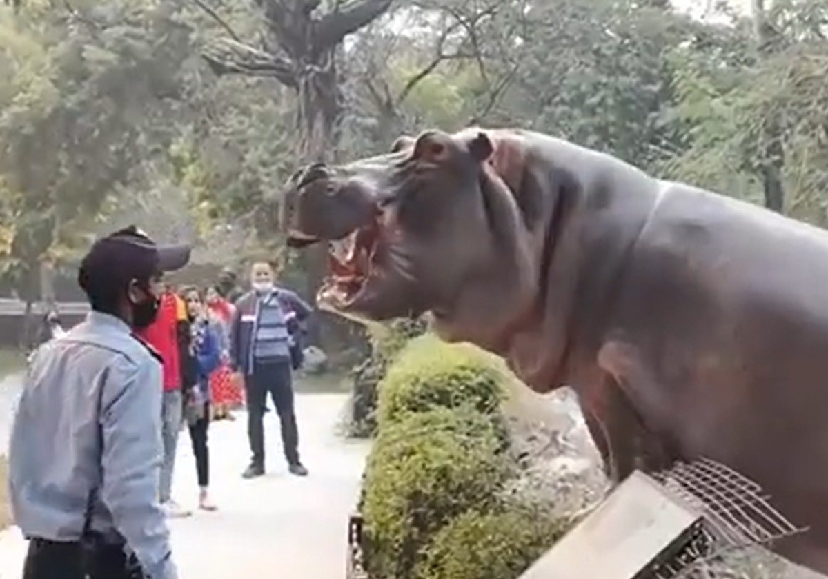 Frenan escape de hipopótamo de zoológico ¡A puras cachetadas! (VIDEO)