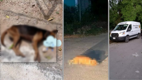 Denuncian en Peto el envenenamiento masivo de perros: FGE investiga el caso