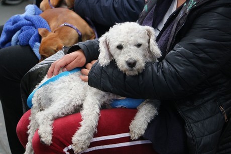 Vacunación Antirrábica Canina y Felina 2024 en Edomex: ¡Protege a tu mascota!