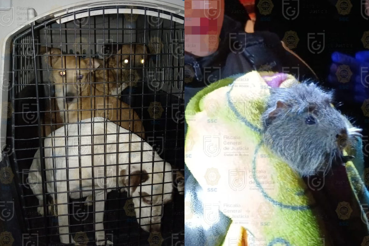 ¡Con los animales no!, rescatan 34 perros, 5 tortugas y un cuyo en Xochimilco