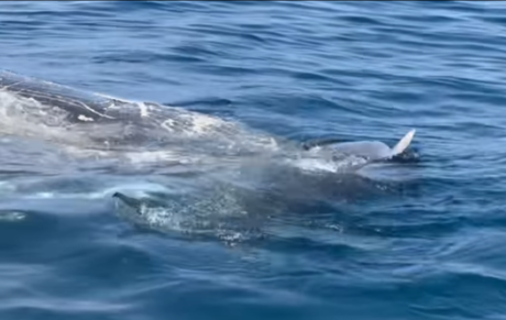 Tiburones hambrientos devoran ballena de 70,000 libras en Florida (VIDEO)
