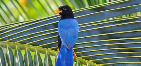 La chara yucateca: un ave de la Península de Yucatán