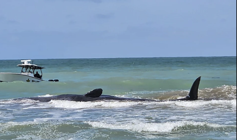 La fotogarfía muestra una ballena varada en un banco de arena frente a la costa del Golfo de Florida. FOTO. APp