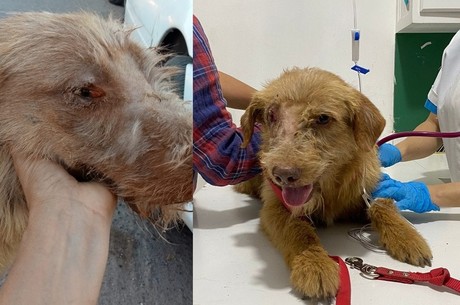 Urge apoyo para perrito, necesita quimioterapias por tumor venéreo transmisible