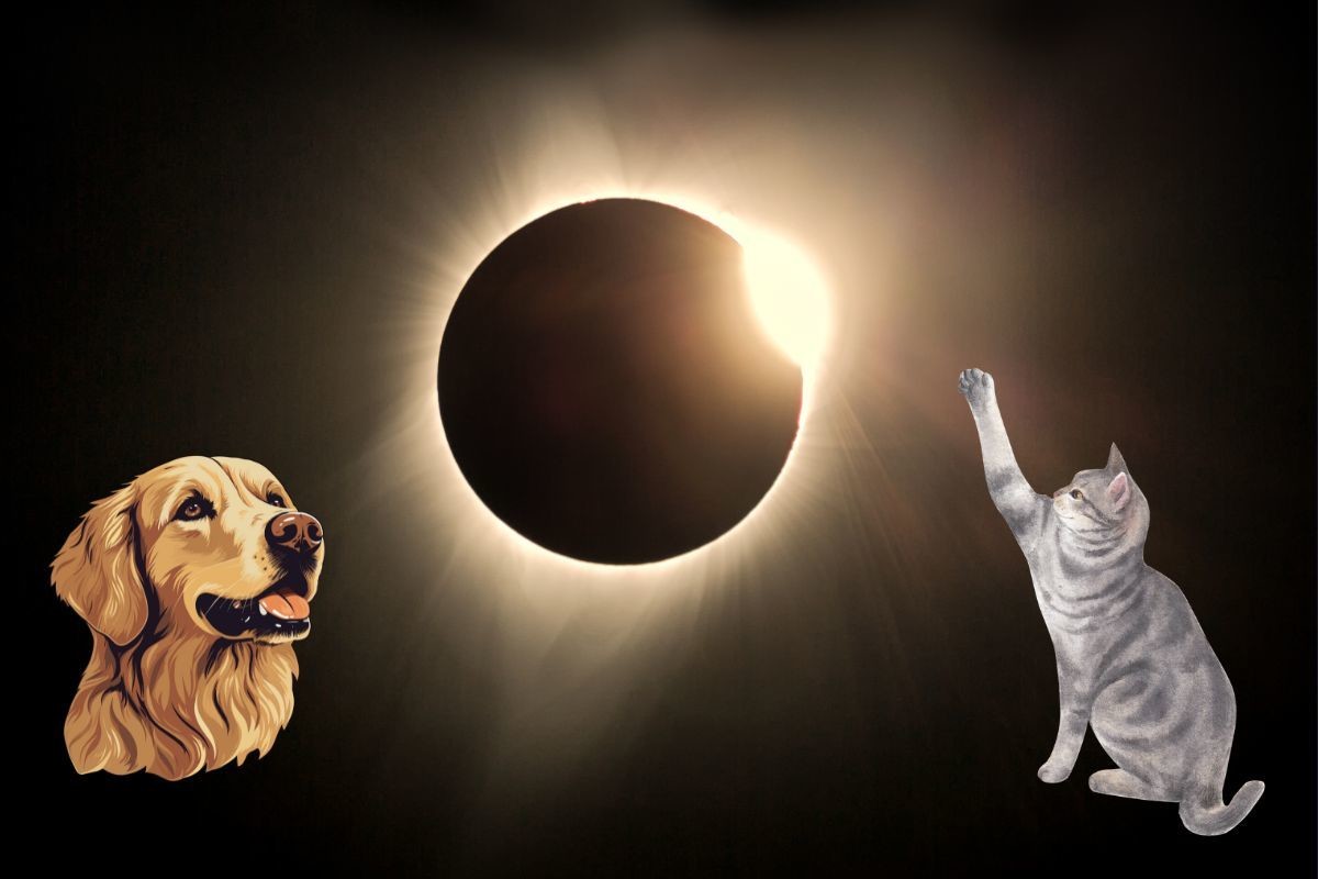 ¿Cómo afectan el eclipse solar a las mascotas? Esto debes de saber