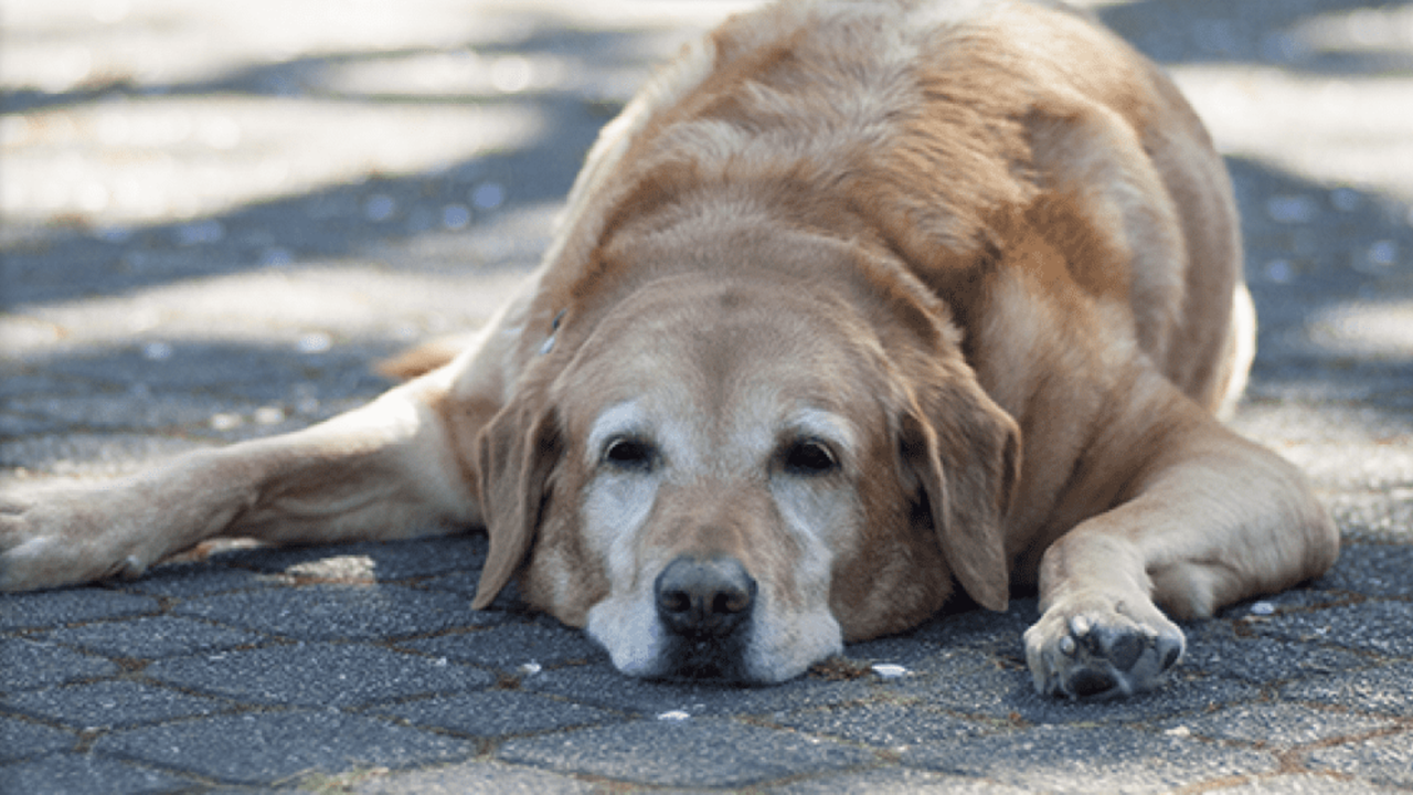 Los perros y gatos son incapaces de regular su temperatura corporal por medio del sudor Foto: Ilustrativas