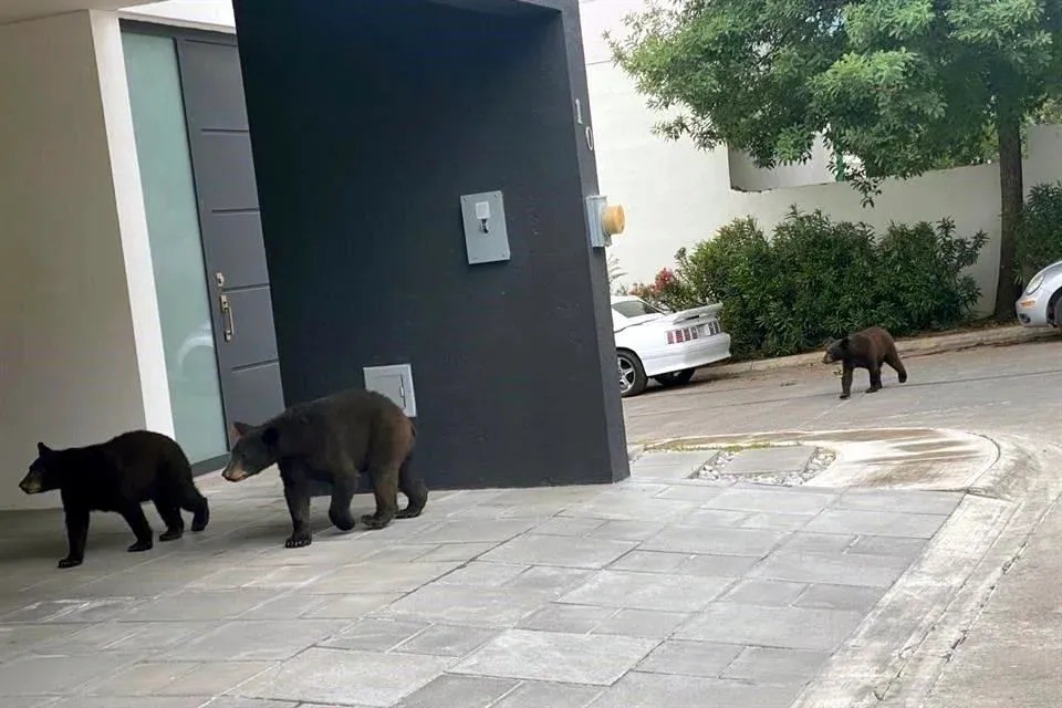 Avistan osos en la colonia Lomas del Hípico, en Monterrey (VIDEO)