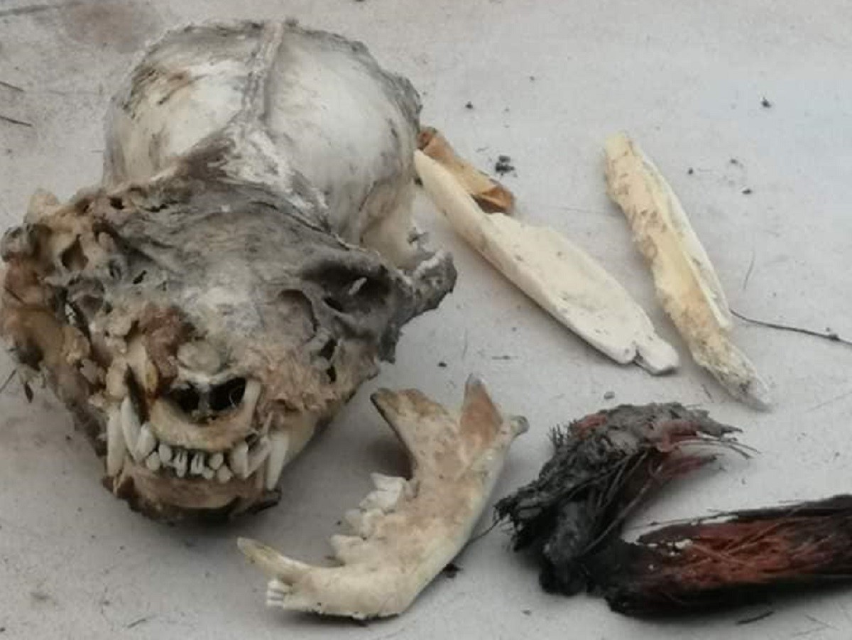 Hallan cráneo de extraña criatura en cueva de Coahuila