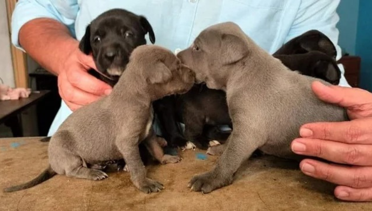 Los cachorritos fueron rescatados en enero Fotos: Alejandra Vargas