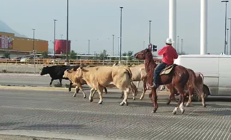 Captan a vaquero arreando ganado en El Carmen (VIDEO)