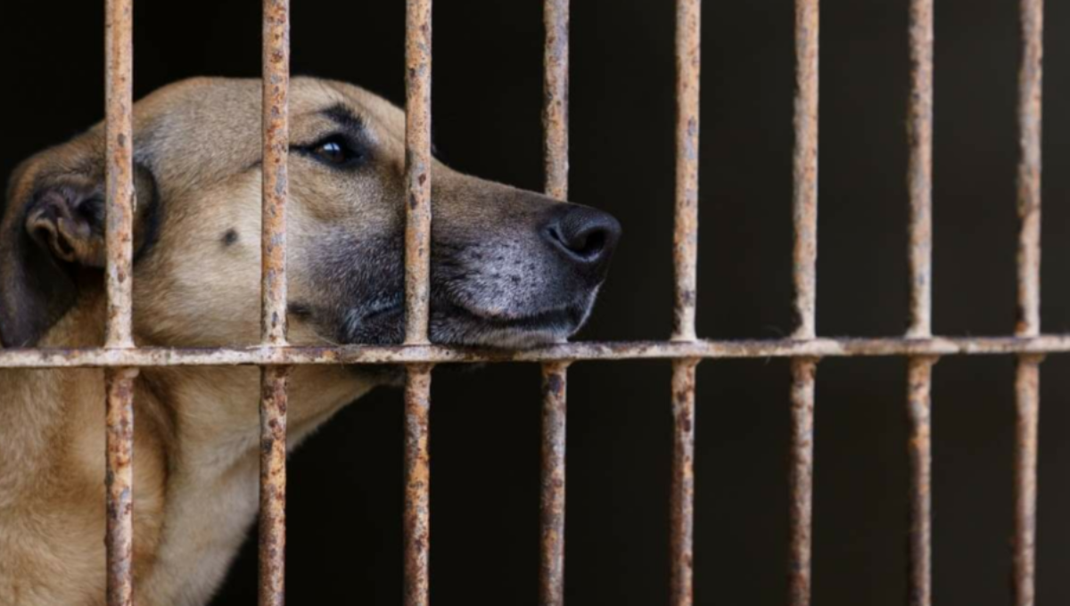 Actualmente, el maltrato animal se castiga con 4 años de prisión Fotos: Especial