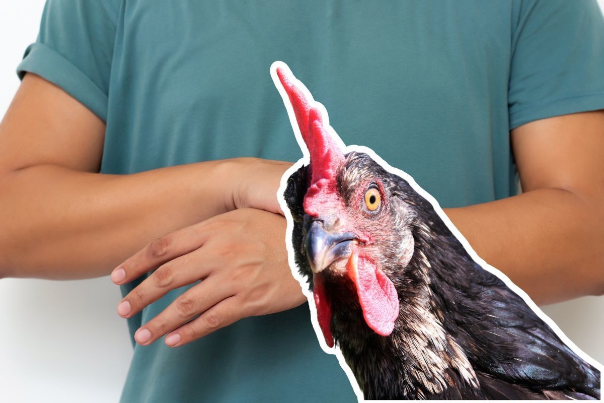 ¿Lavar el pollo causa el síndrome de Guillain-Barré?