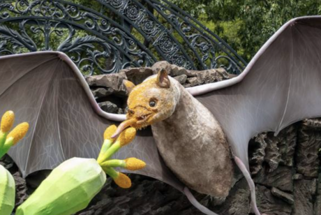 Visita los murciélagos monumentales en la entrada al bosque DE CHAPULTEPEC