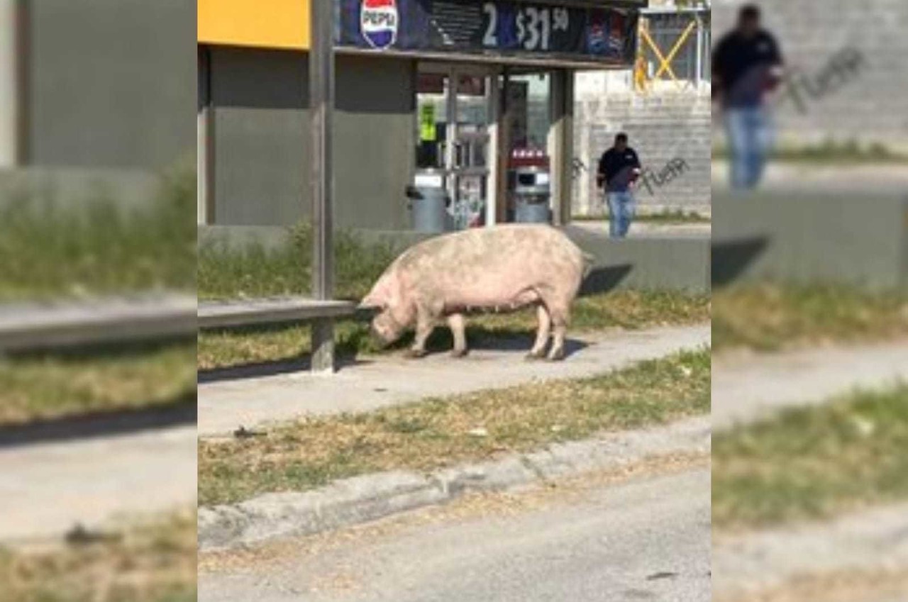 ¿Rancho León? Captan cerdo en parada de camión en Apodaca