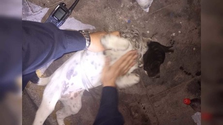Entre maestra, policías y veterinaria salvan a perrita de un posible asesinato