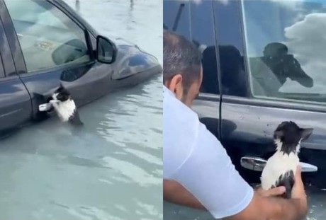 Gato se aferra a un auto en inundación y rescatado en Dubái