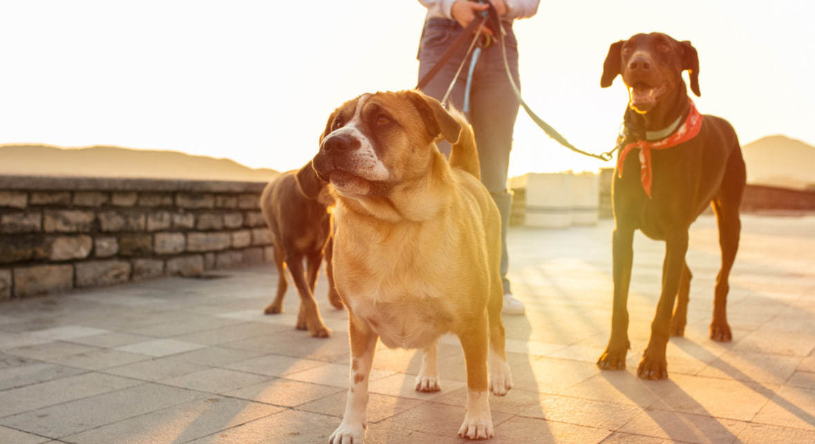 Es indispensable no sacar a pasear a los perros en horas con mayor temperatura. (Fotografía: Pexels)