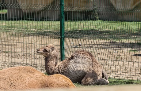 Conoce a 'Gaspar', nuevo integrante del zoológico La Pastora