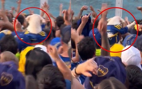 Perrito animó a Boca Juniors en las gradas (VIDEO)