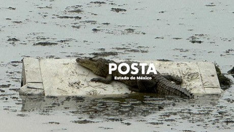 Un cocodrilo, nuevo habitante de la laguna La Piedad (VIDEO)