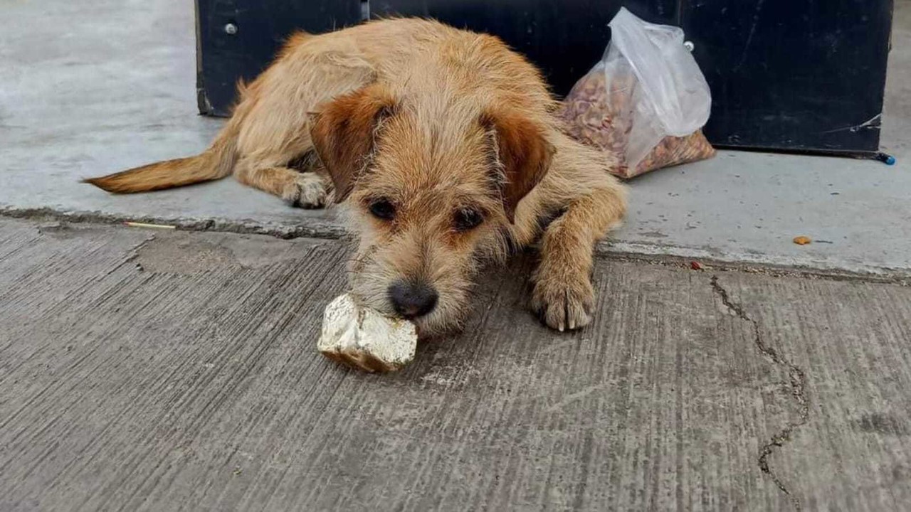 Este es Gasolín, el perrito que adoptó una gasolinera y no han sabido nada de él en una semana. Foto: Facebook/ Ru VaRi.