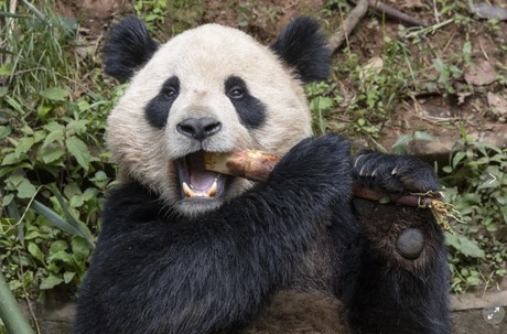 Pareja de pandas gigantes viajará de China a San Diego