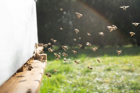 Apicultor denuncia envenenamiento masivo de abejas en Tizimín, Yucatán