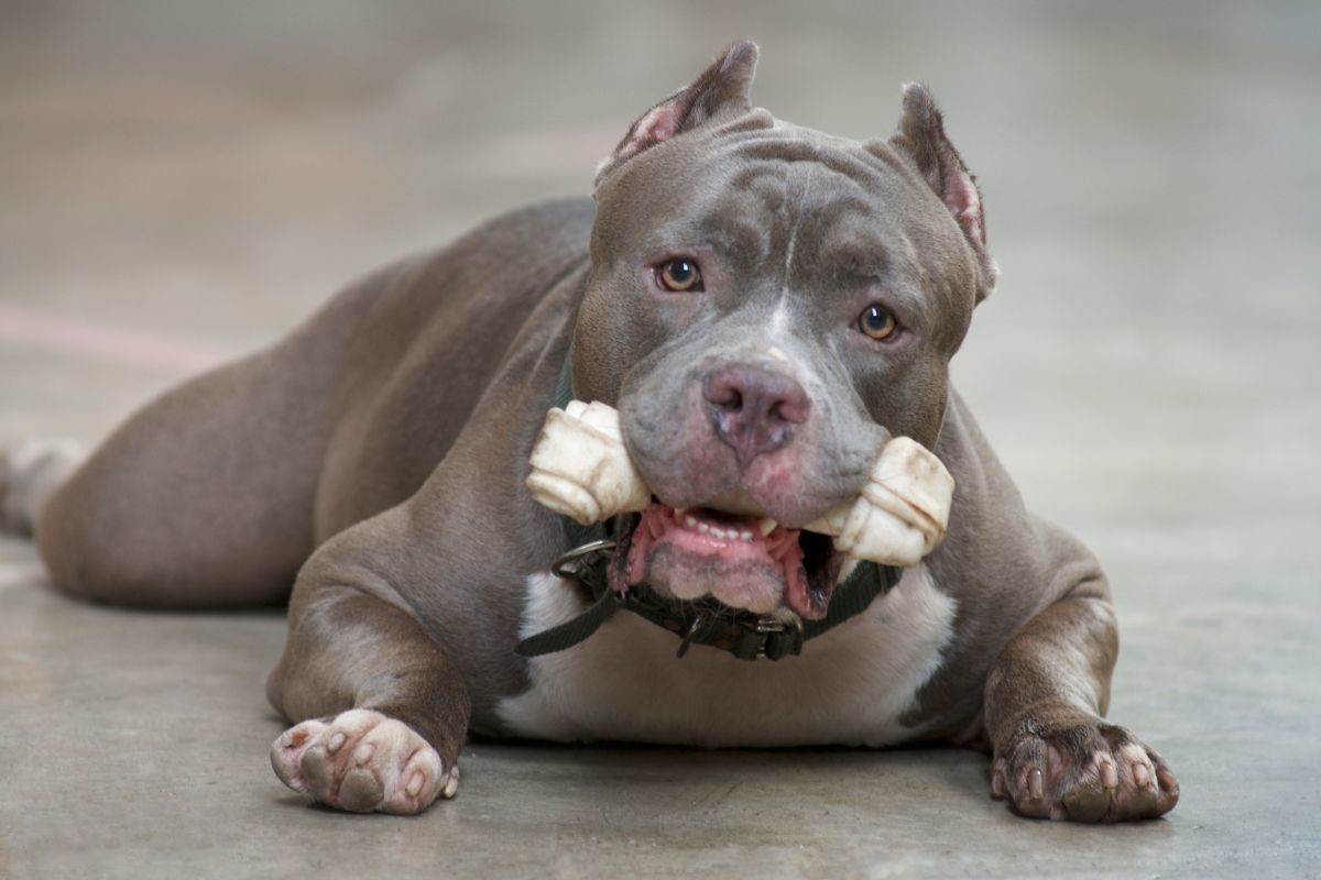 Pitbull con hueso, esta es una raza de perro originaria de Estados Unidos. Foto: Especial