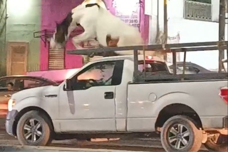 Caballo se inquieta y baja de camioneta que lo transportaba en Guadalupe (VIDEO)