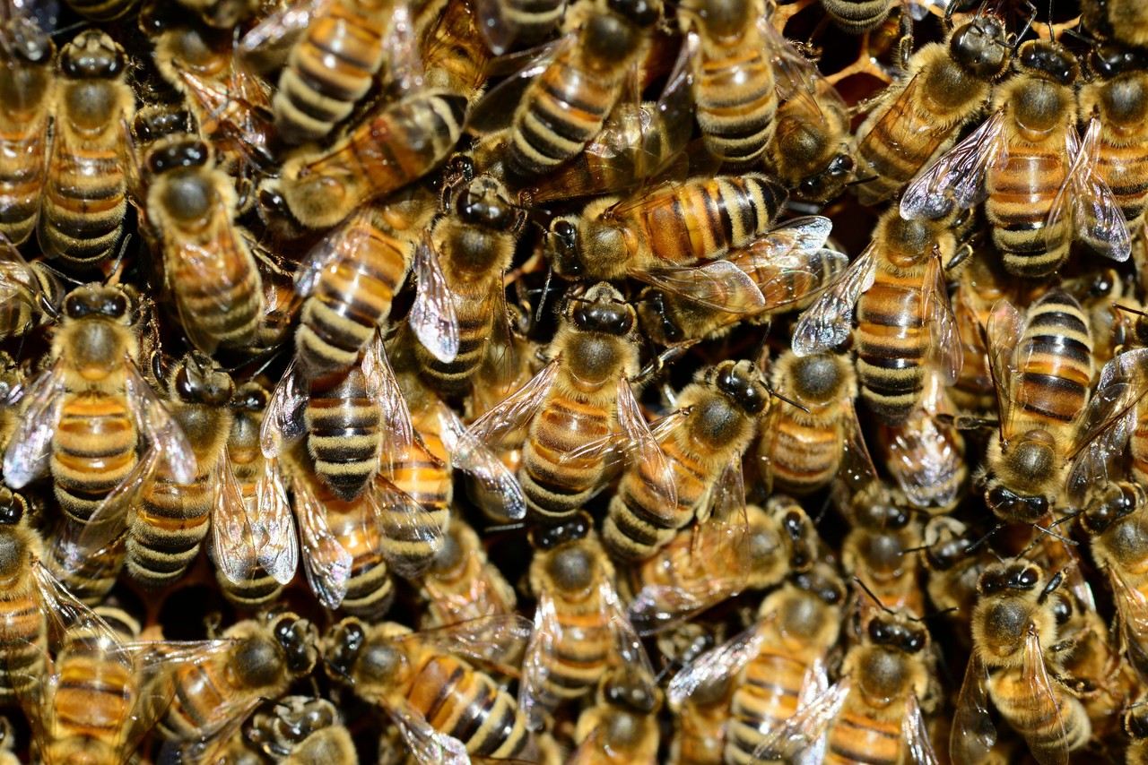 Enjambre de abejas, imagen ilustrativa. I Foto: Pixabay, Pexels.