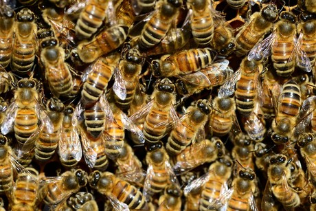 Protección Animal de Los Cabos atiende 16 reportes de abejas en 6 días