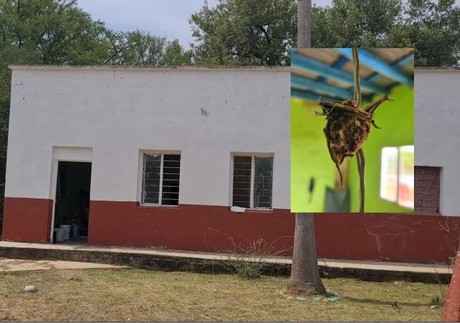 Murciélagos invaden escuela en Montemorelos