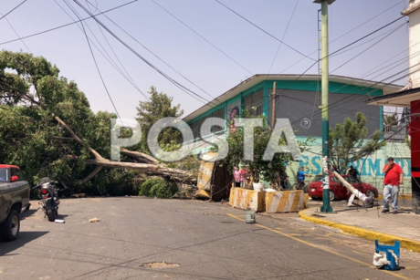 Siguen los fuertes vientos, árboles caen al exterior de escuela primaria en GAM
