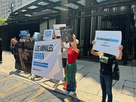 ¡Igualdad animal!, activistas protestan tras sacrificio de gallina en Senado