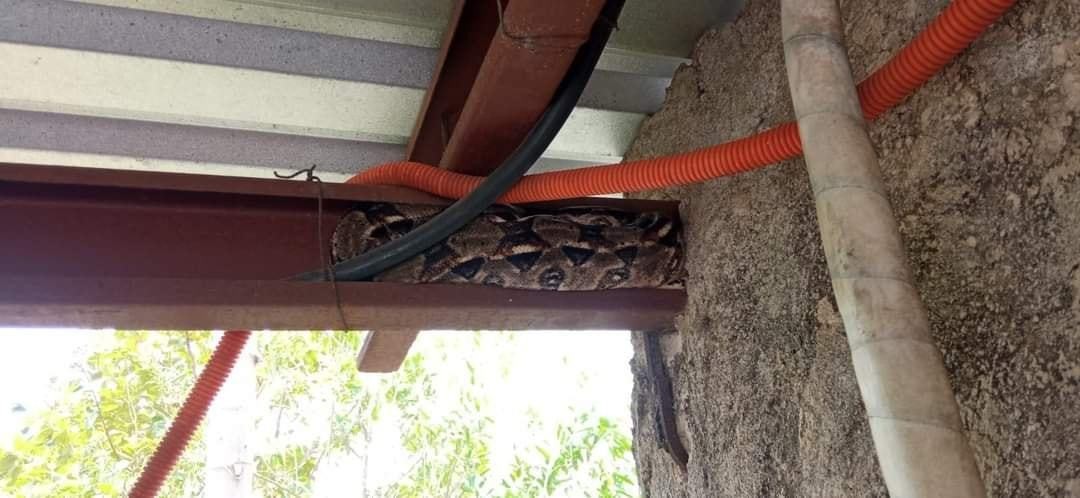 Una vecina de Tizimín reportó que en su patio se encontraba una gran serpiente Och Kaan.- Foto de redes sociales