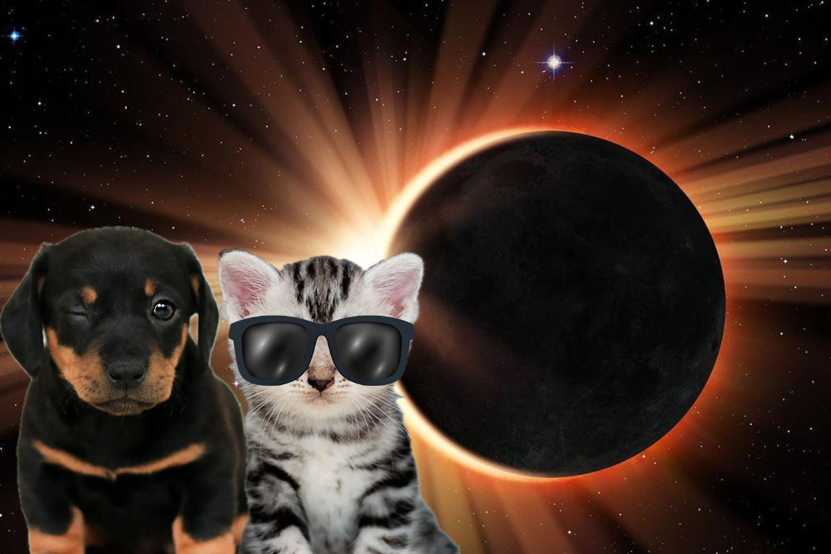 ¿El Eclipse Solar le afecta a tus mascotas?, esto debes saber. Foto: Pexels