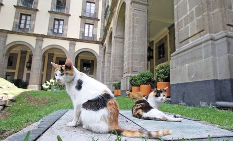 AMLO asegura de por vida a gatos de Palacio Nacional