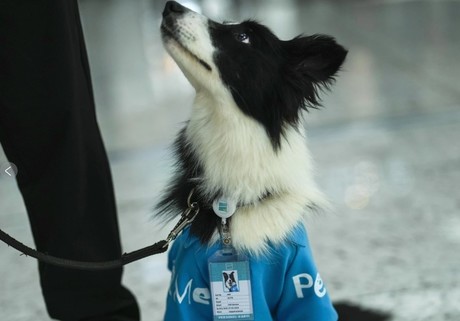 Contratan a perritos de terapia para los viajeros con ansiedad