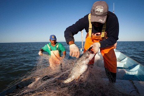 Pescadores denuncian que hay pesca furtiva en Celestún